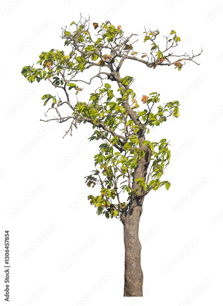Poster Single tree isolated on transparent background with clipping path and alpha channel