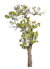 Single tree isolated on transparent background with clipping path and alpha channel