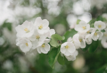 apple tree blossom