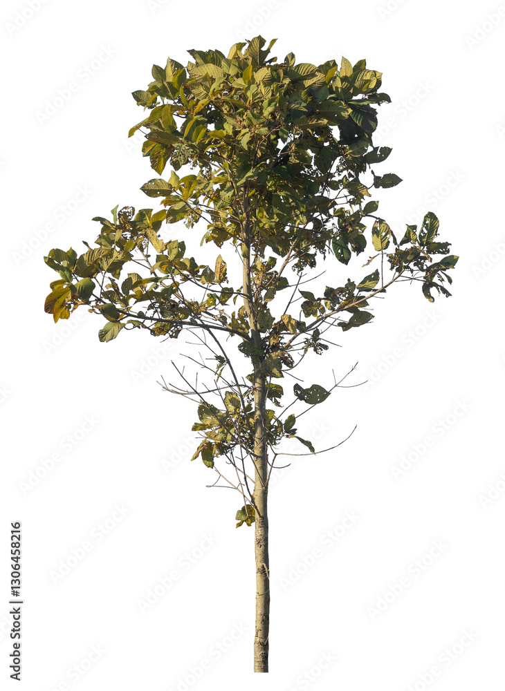 Fototapete Single tree isolated on transparent background with clipping path and alpha channel