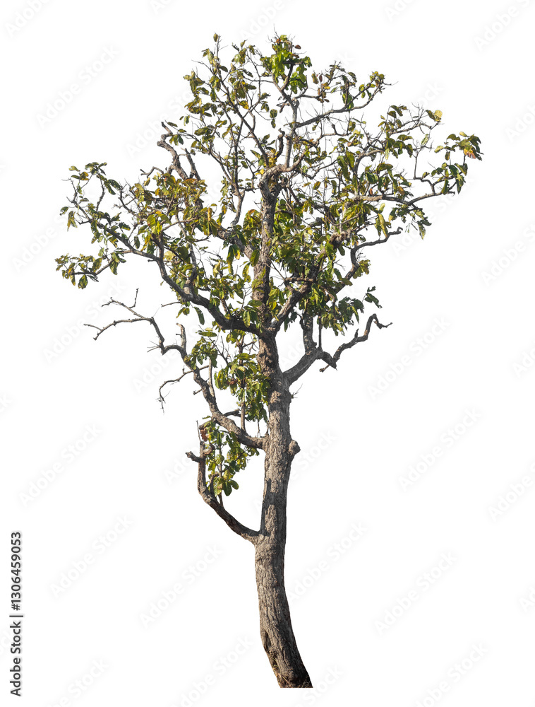 Poster single tree isolated on transparent background with clipping path and alpha channel