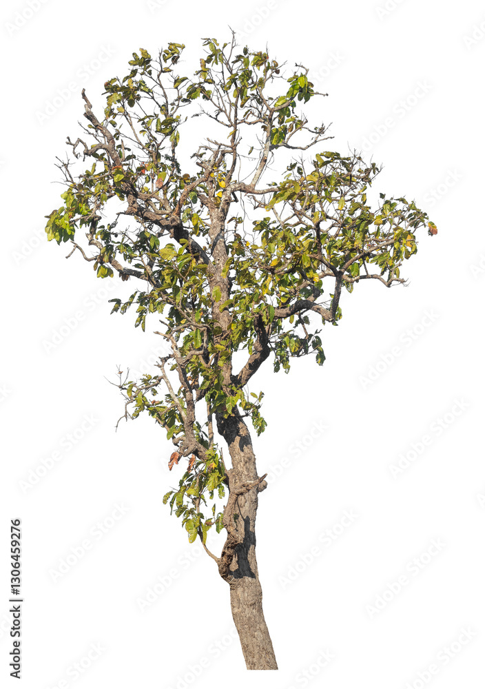 Aufkleber Single tree isolated on transparent background with clipping path and alpha channel