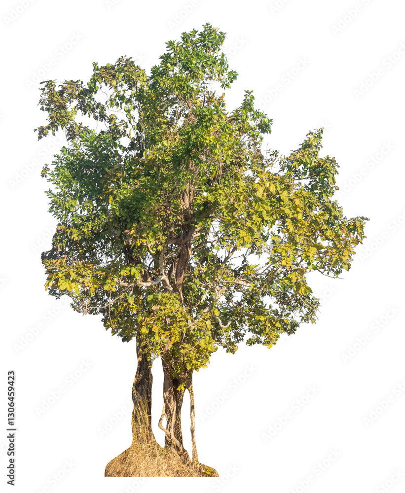 Poster Single tree isolated on transparent background with clipping path and alpha channel