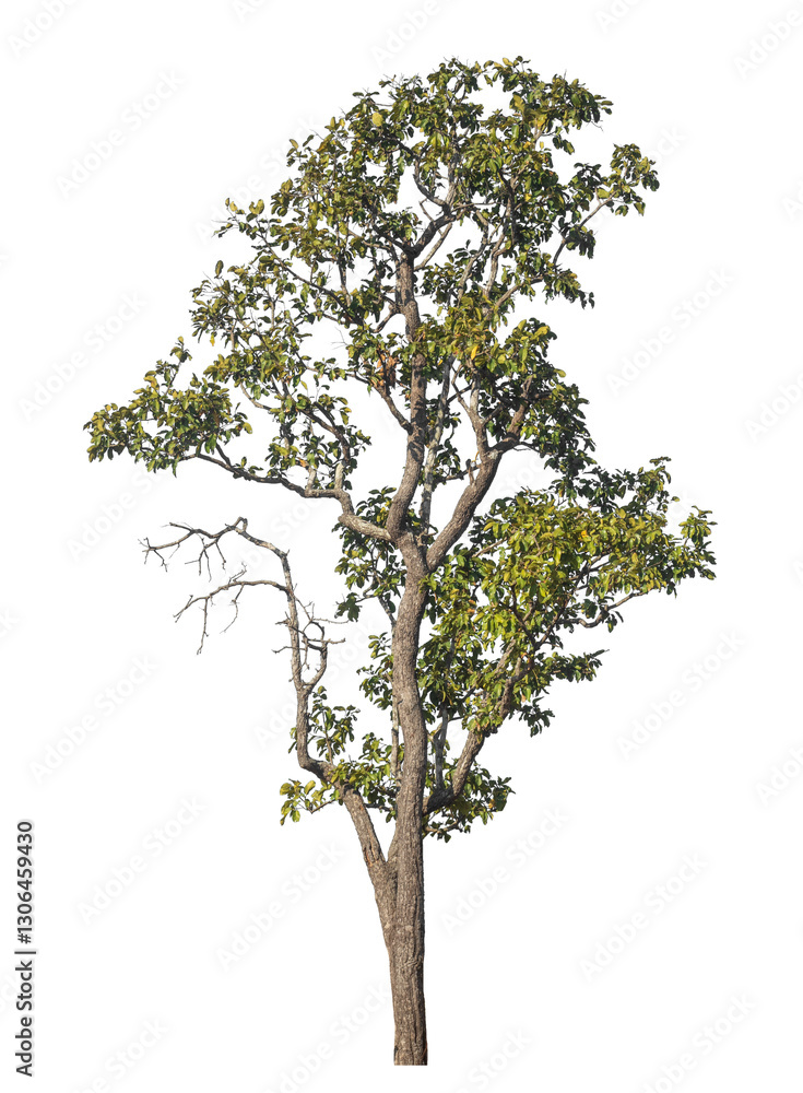 Poster Single tree isolated on transparent background with clipping path and alpha channel