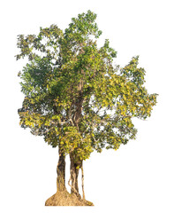 Obraz premium Single tree isolated on transparent background with clipping path and alpha channel