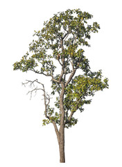 Fototapeta premium Single tree isolated on transparent background with clipping path and alpha channel