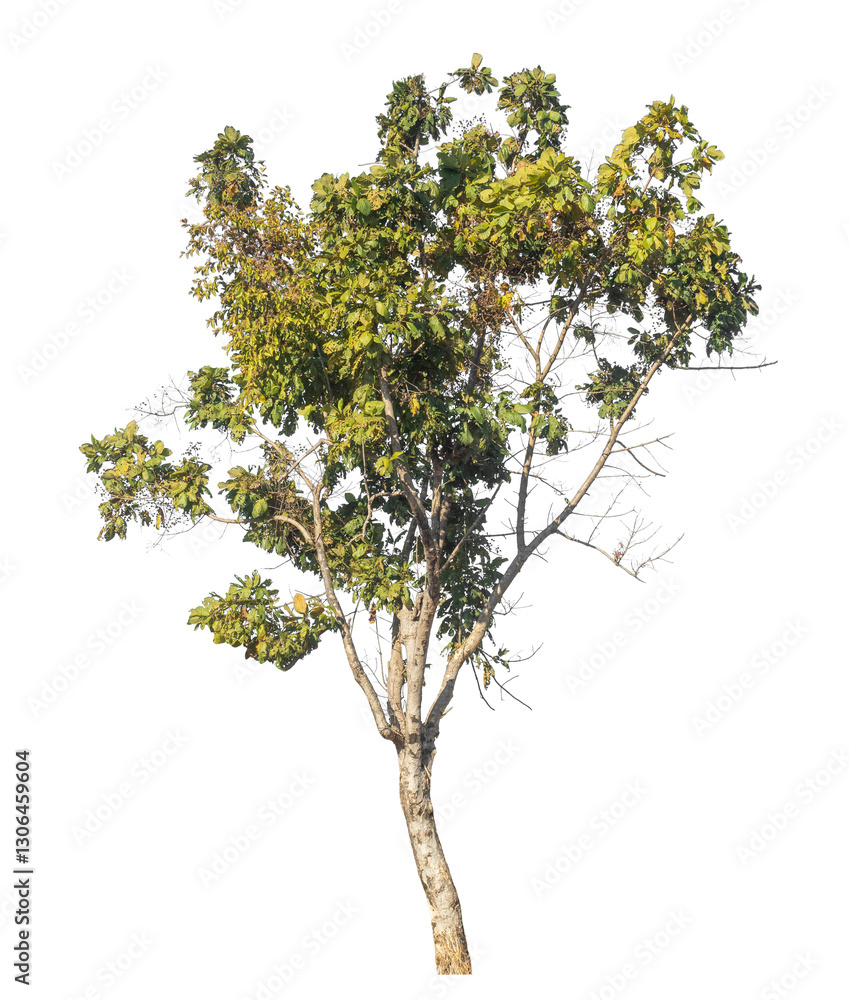 Aufkleber single tree isolated on transparent background with clipping path and alpha channel