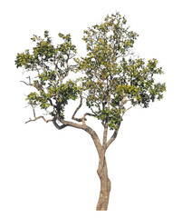 Single tree isolated on transparent background with clipping path and alpha channel