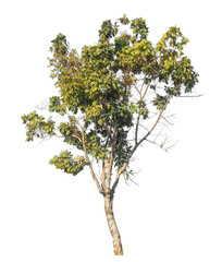 Single tree isolated on transparent background with clipping path and alpha channel