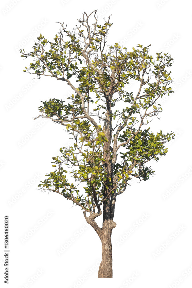 Poster single tree isolated on transparent background with clipping path and alpha channel