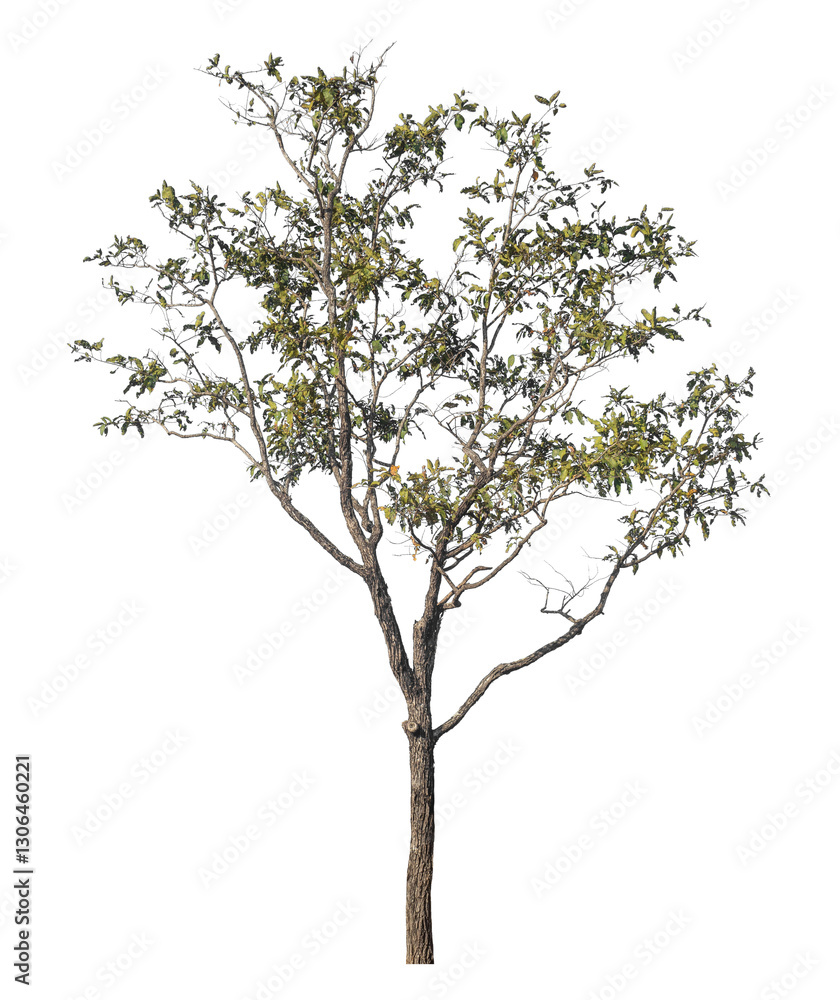 Aufkleber Single tree isolated on transparent background with clipping path and alpha channel