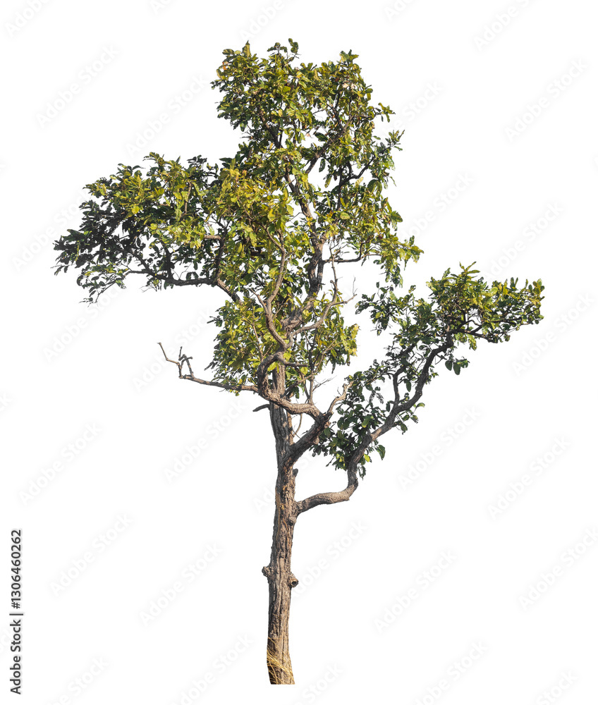 Poster Single tree isolated on transparent background with clipping path and alpha channel