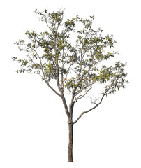 Single tree isolated on transparent background with clipping path and alpha channel