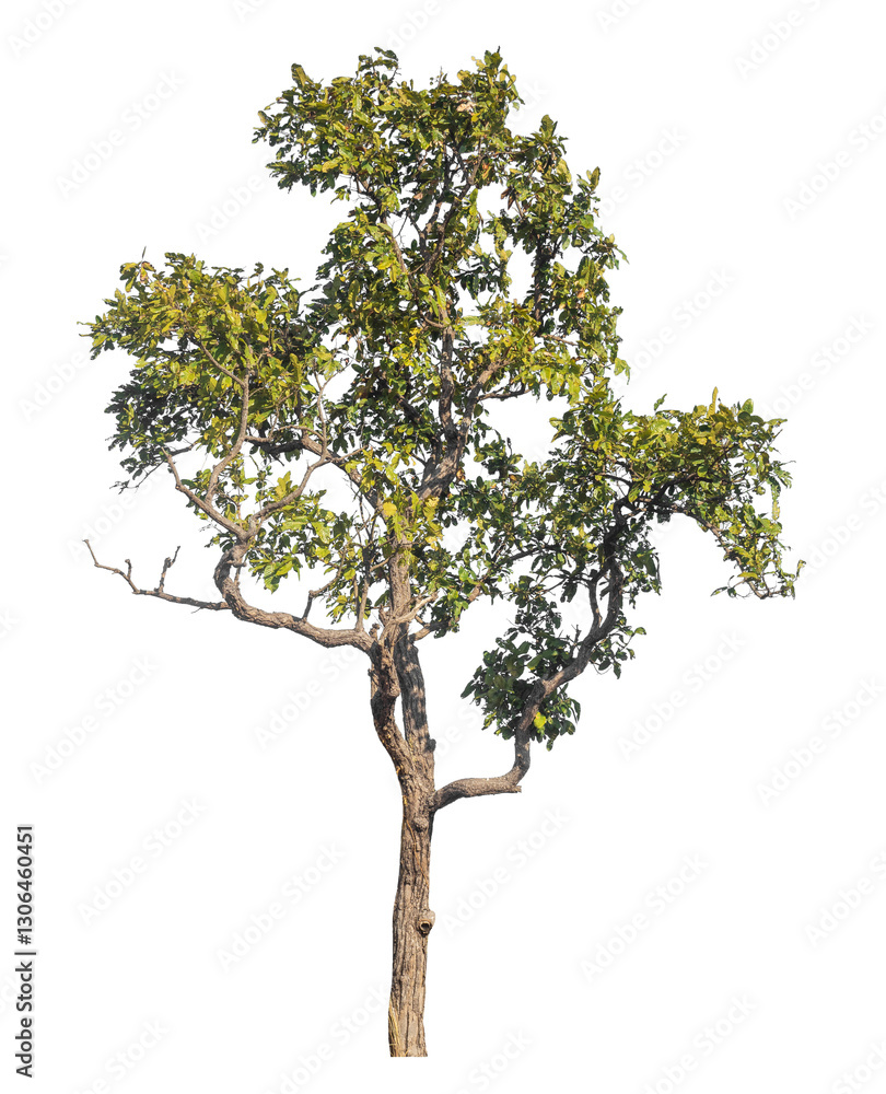 Poster Single tree isolated on transparent background with clipping path and alpha channel