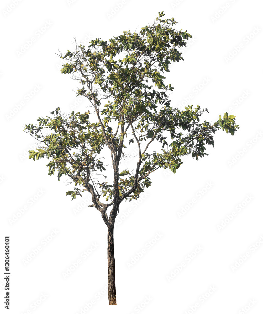 Aufkleber Single tree isolated on transparent background with clipping path and alpha channel