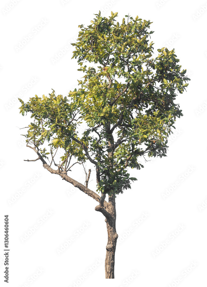 Aufkleber Single tree isolated on transparent background with clipping path and alpha channel