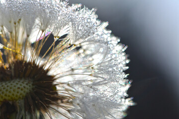 Gemeiner Löwenzahn,  Gemeine  Kuhblume,  Taraxacum officinale