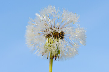 Gemeiner Löwenzahn,  Gemeine  Kuhblume,  Taraxacum officinale