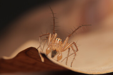 Spider macro