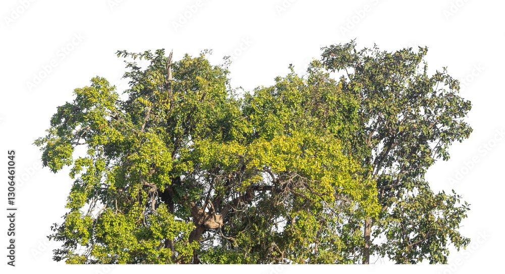 Poster Single tree isolated on transparent background with clipping path and alpha channel