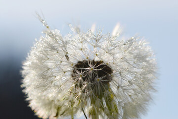Gemeiner Löwenzahn,  Gemeine  Kuhblume,  Taraxacum officinale