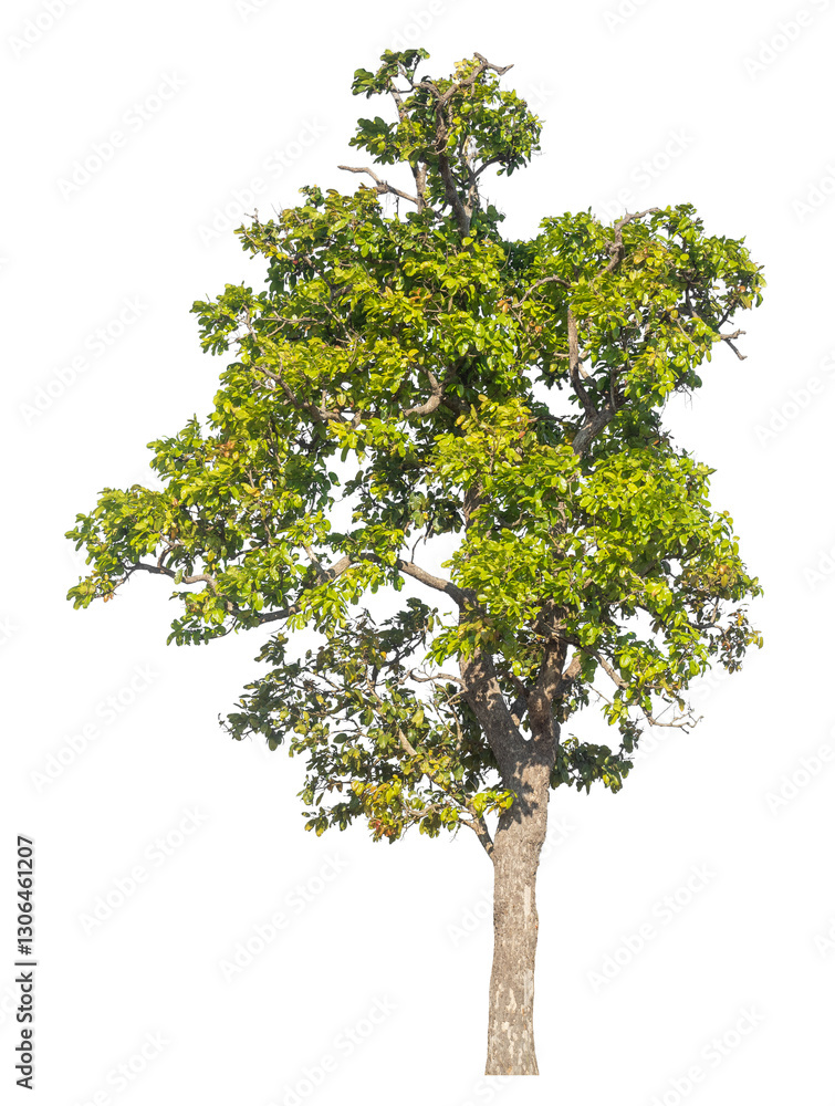 Aufkleber Single tree isolated on transparent background with clipping path and alpha channel