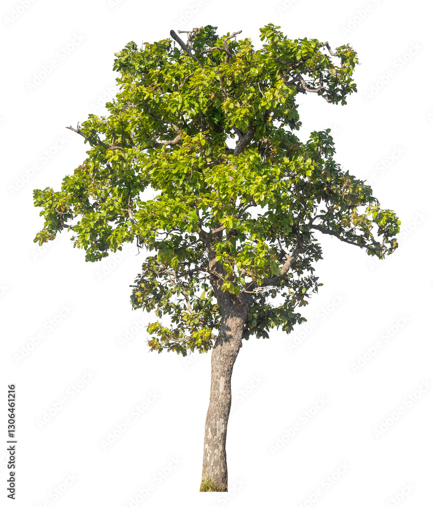 Aufkleber Single tree isolated on transparent background with clipping path and alpha channel