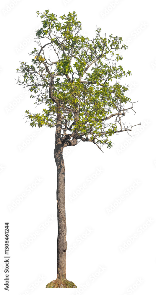Aufkleber Single tree isolated on transparent background with clipping path and alpha channel