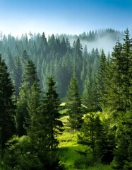 The Scenery of the Evergreen Forest in the Morning