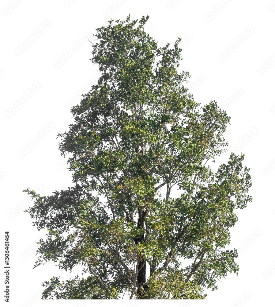 Poster Single tree isolated on transparent background with clipping path and alpha channel