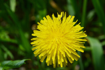 Gemeiner Löwenzahn,  Gemeine  Kuhblume,  Taraxacum officinale