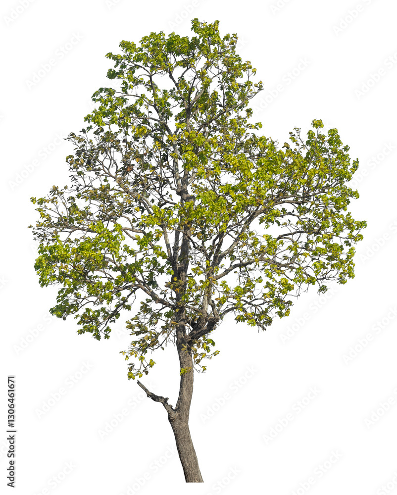 Aufkleber Single tree isolated on transparent background with clipping path and alpha channel
