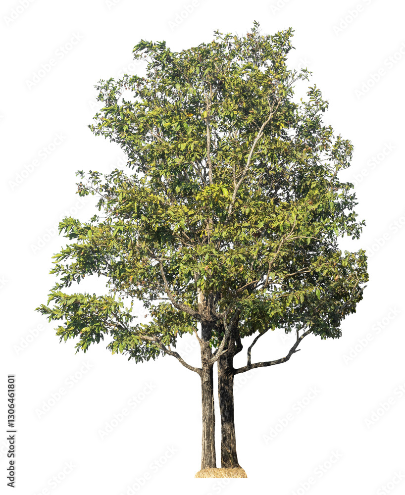 Poster Single tree isolated on transparent background with clipping path and alpha channel