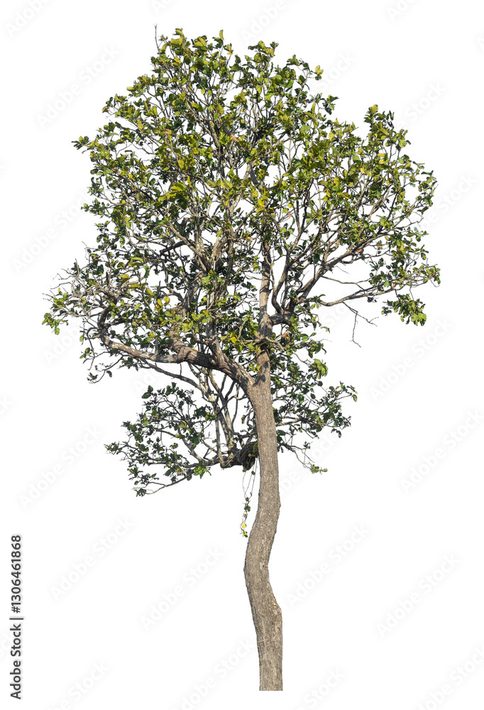 Poster Single tree isolated on transparent background with clipping path and alpha channel