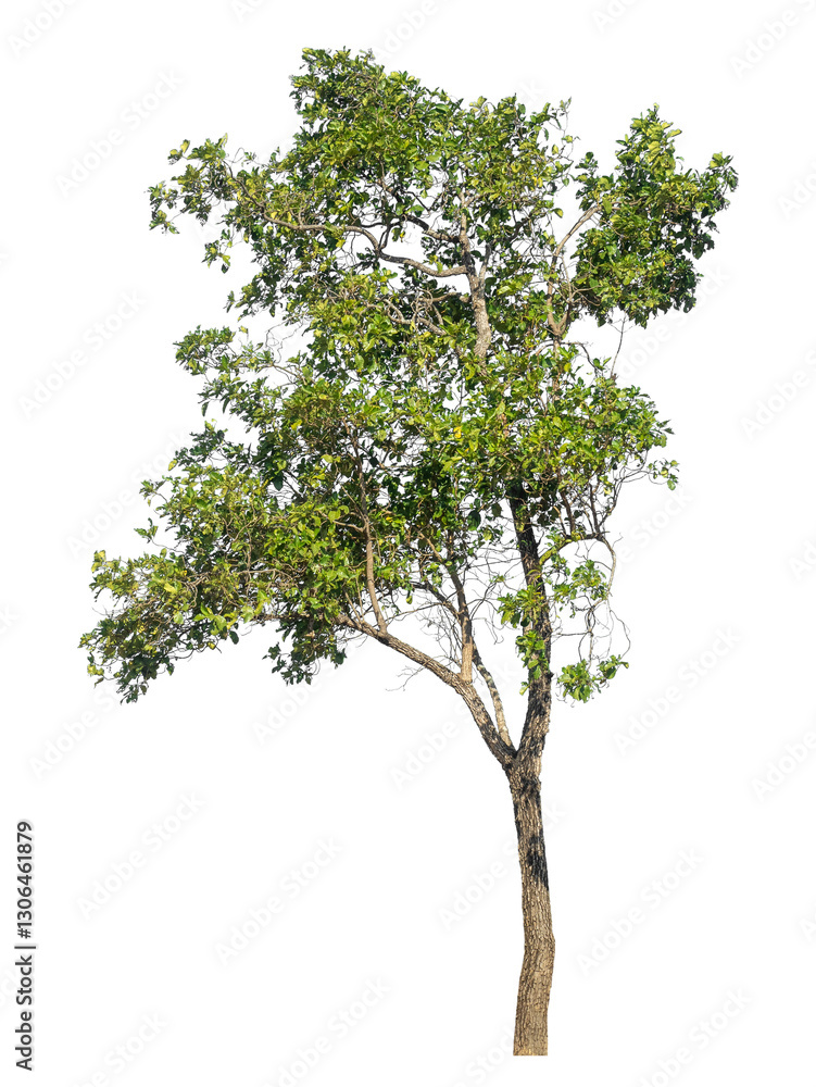 Aufkleber Single tree isolated on transparent background with clipping path and alpha channel
