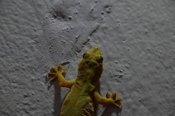 Pacific house gecko on the wall in night. Its other names Asian house gecko, wall gecko, house lizard, tiktiki, chipkali, moon lizard and common house gecko.