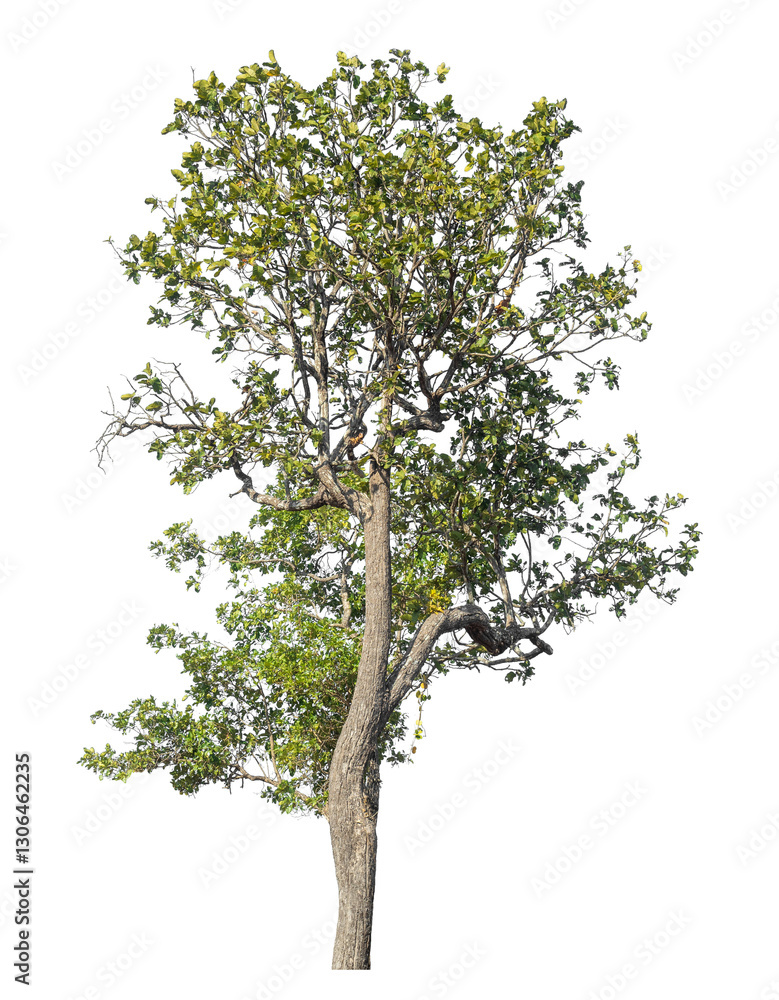 Aufkleber Single tree isolated on transparent background with clipping path and alpha channel