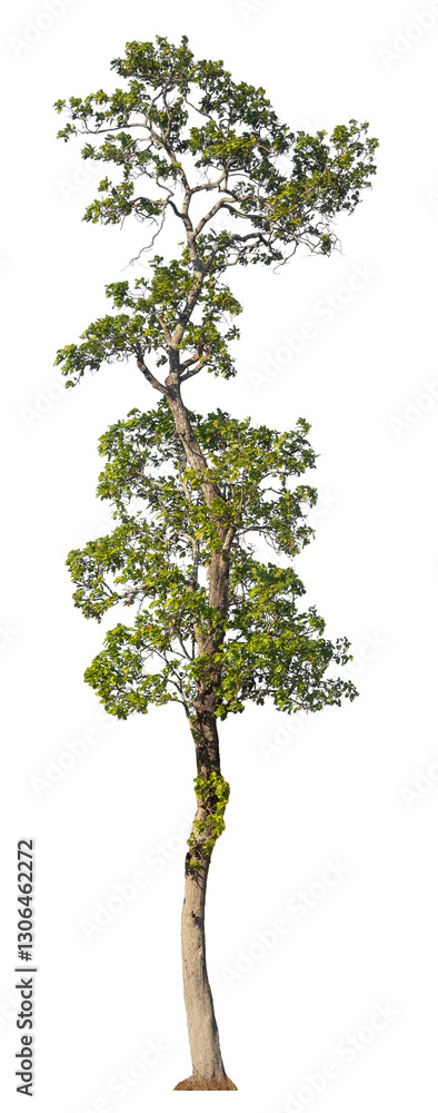 Aufkleber Single tree isolated on transparent background with clipping path and alpha channel