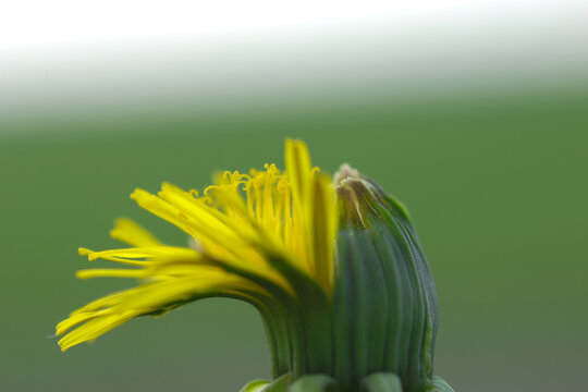 Gemeiner L&ouml;wenzahn,  Gemeine  Kuhblume,  Taraxacum officinale