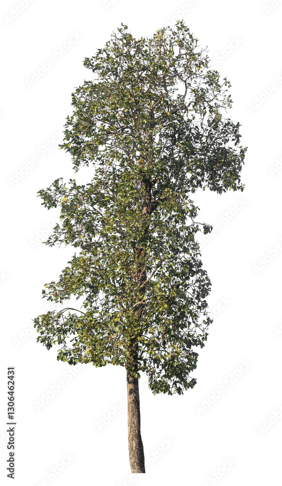 Poster Single tree isolated on transparent background with clipping path and alpha channel