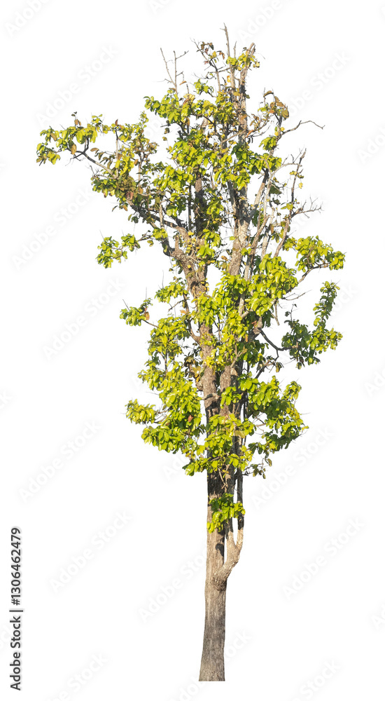 Poster Single tree isolated on transparent background with clipping path and alpha channel