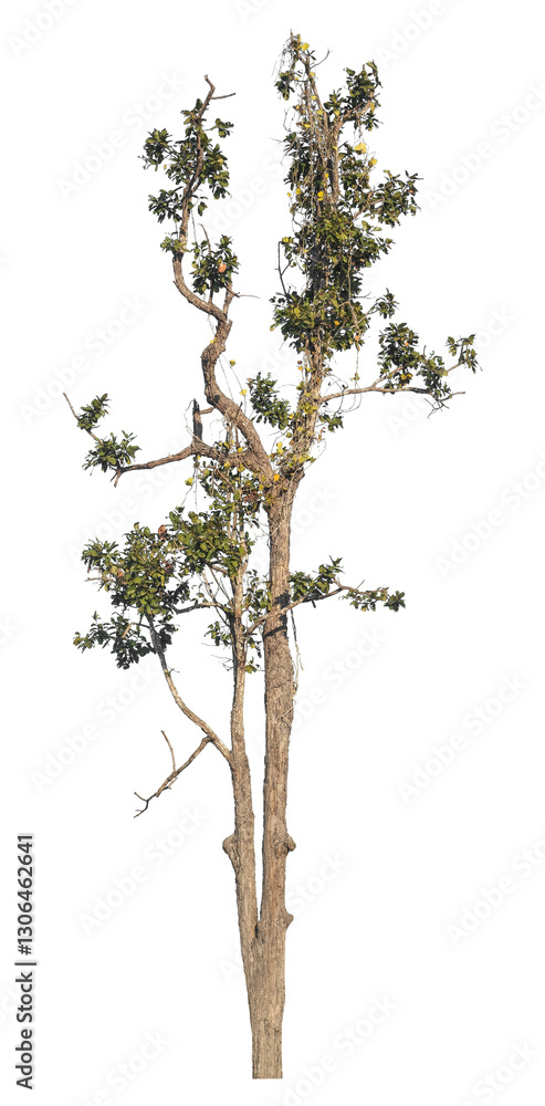 Poster Single tree isolated on transparent background with clipping path and alpha channel