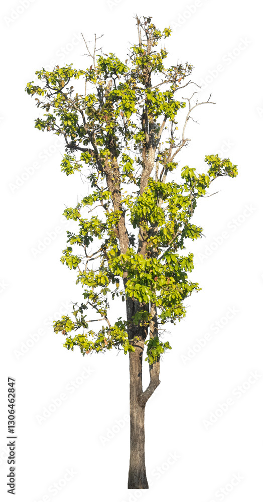 Poster Single tree isolated on transparent background with clipping path and alpha channel