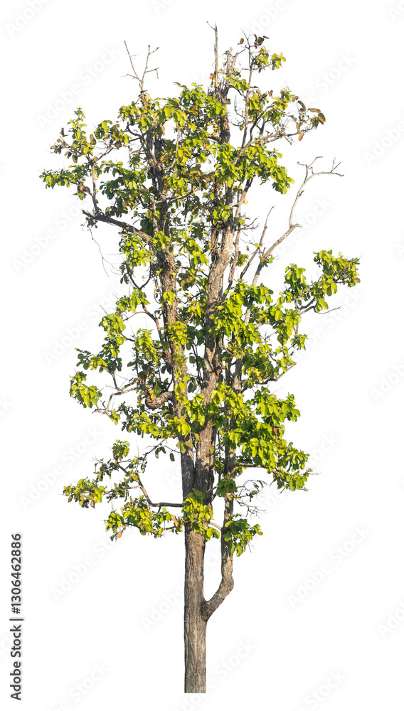 Aufkleber Single tree isolated on transparent background with clipping path and alpha channel