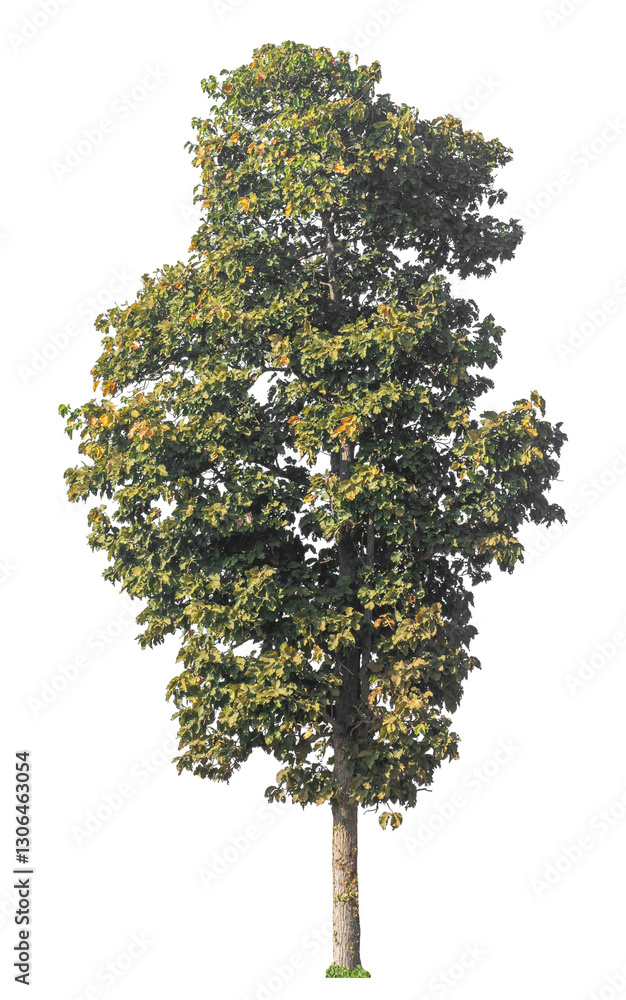Fototapete Single tree isolated on transparent background with clipping path and alpha channel