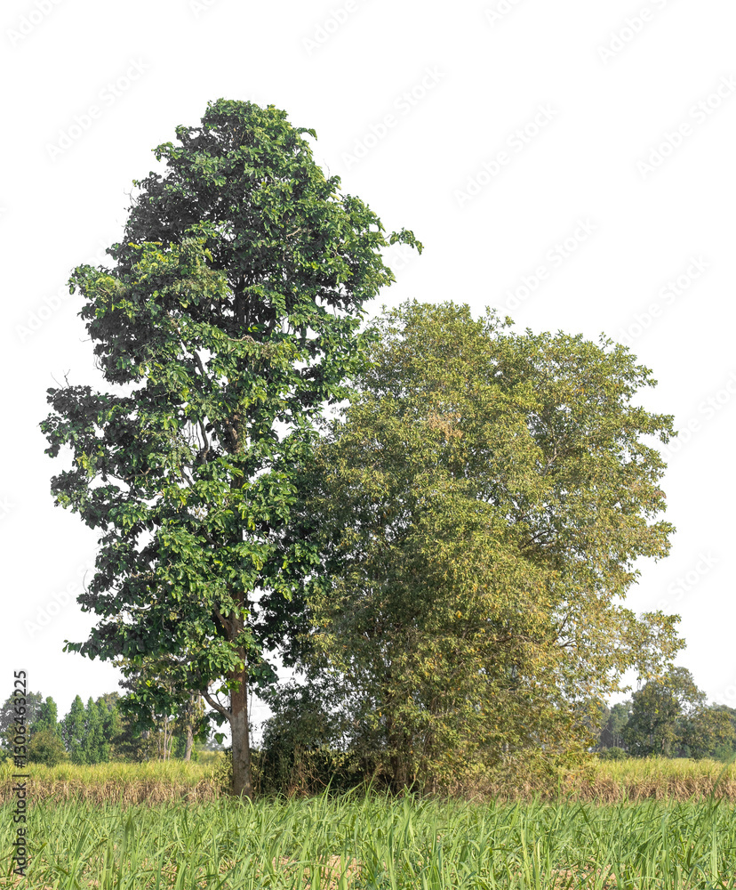 Fototapete Trees isolated on transparent background with clipping path and alpha channel