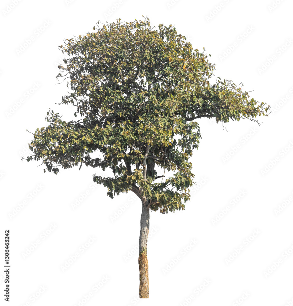Aufkleber Single tree isolated on transparent background with clipping path and alpha channel