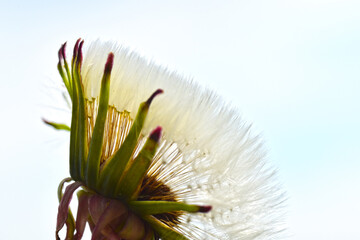 Gemeiner Löwenzahn,  Gemeine  Kuhblume,  Taraxacum officinale