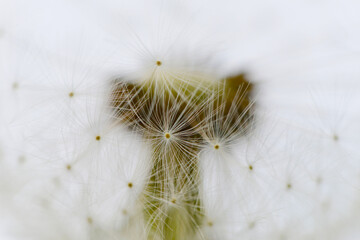 Gemeiner Löwenzahn,  Gemeine  Kuhblume,  Taraxacum officinale