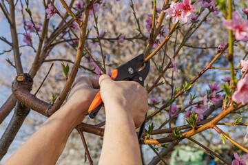 Female gardener with a pruner shears the nectarine tree.